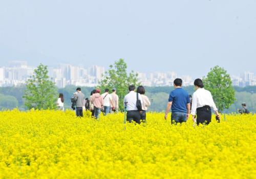 2025 구리 유채꽃 축제 이미지