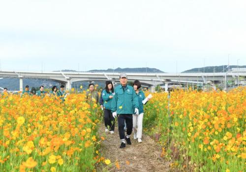 코스모스축제 현장점검 이미지