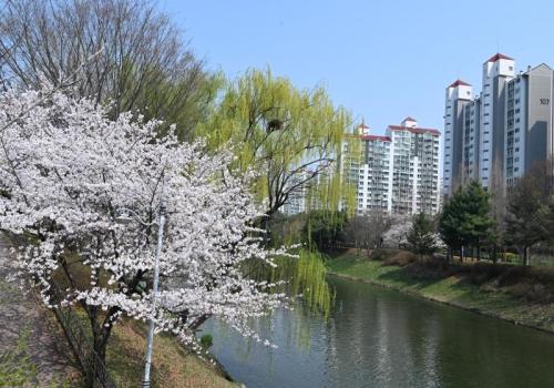 구리시, 장자대로, 장자호수공원 벚꽃 만발 이미지