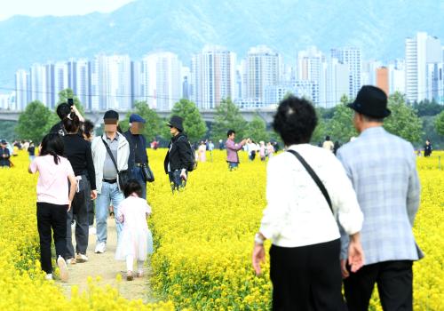 구리유채꽃축제 유채꽃밭 전경 이미지