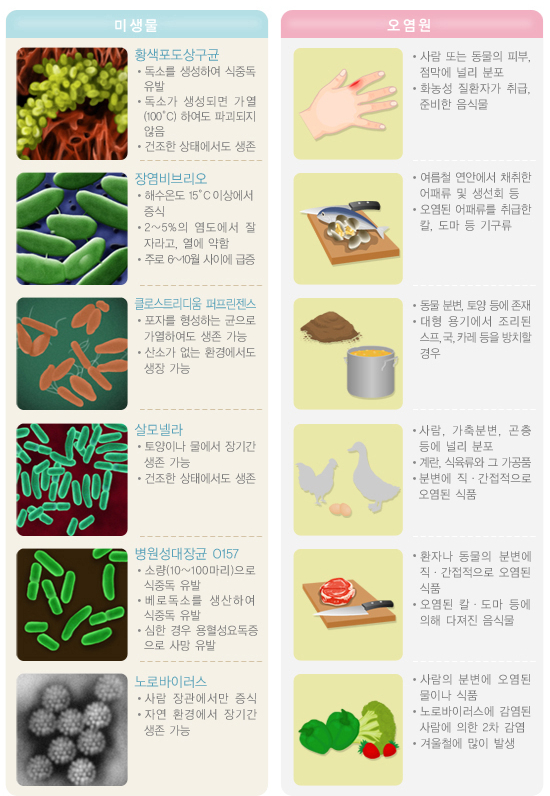 🌸2026년 하절기 수인성·식품매개감염병 예방으로 더 완벽하게! 🌸 이미지 2 - 본문에 자세한설명을 제공합니다.