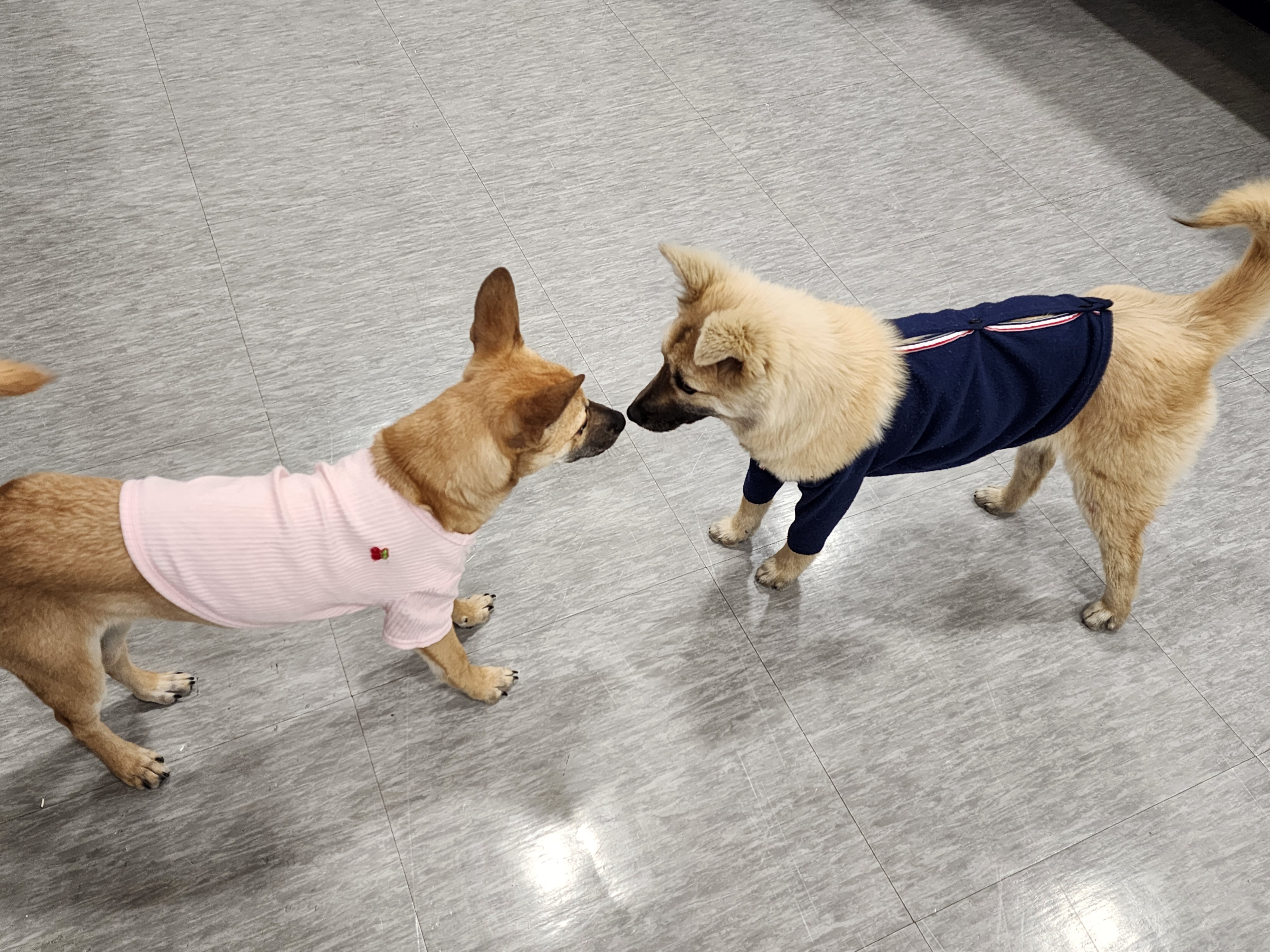 구리시, 제1회 입양가족 행복 나눔‘해피투개(犬)더’성황리 개최 이미지 3 - 본문에 자세한설명을 제공합니다.