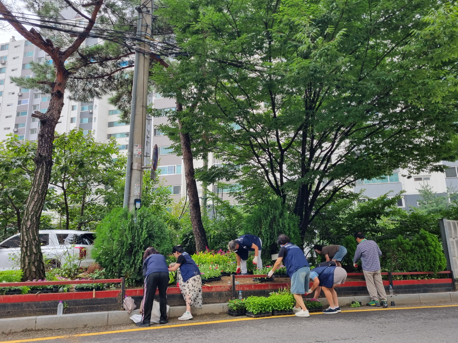 구리시 인창동, 기간단체 회원 50여 명과 가을꽃 3,000여 본 식재 이미지 2 - 본문에 자세한설명을 제공합니다.