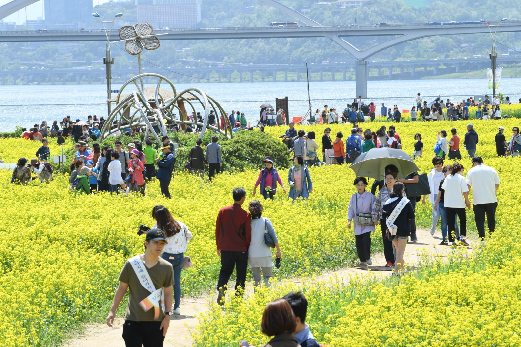구리유채꽃축제 굳은 날씨에도 ‘10만 인파’ 성황 속 폐막 이미지 1 - 본문에 자세한설명을 제공합니다.