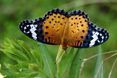 암끝검은표범나비 이미지
