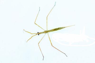 게아재비 이미지