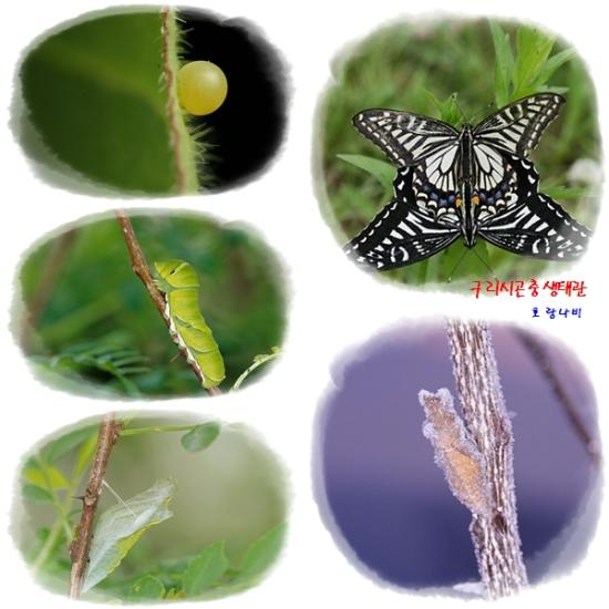 호랑나비 이미지