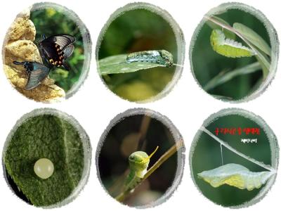 제비나비 이미지