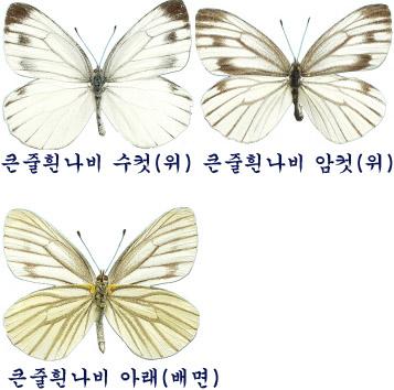 큰줄흰나비 이미지