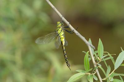 왕잠자리 이미지