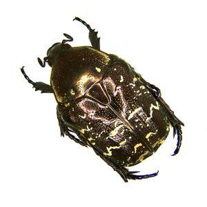 흰점박이꽃무지 이미지