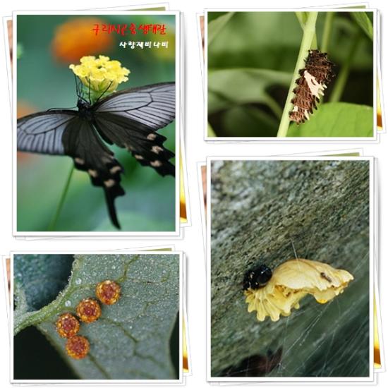 사향제비나비 이미지