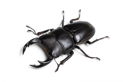 왕사슴벌레 이미지