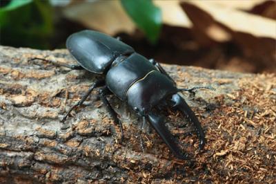 넓적사슴벌레 이미지