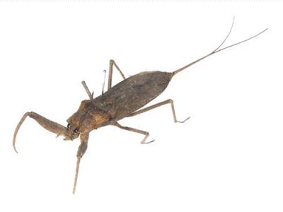 장구애비 이미지