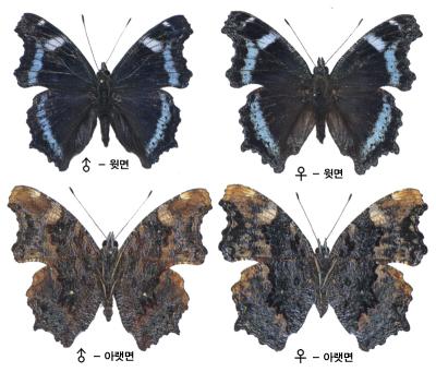 청띠신선나비 이미지