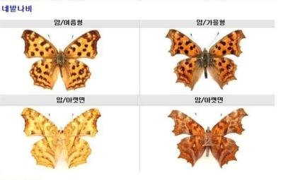 네발나비 이미지