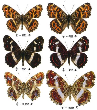 거꾸로여덟팔나비 이미지