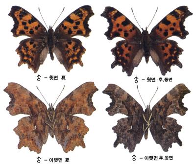 산네발나비 이미지