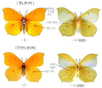 각시멧노랑나비 이미지