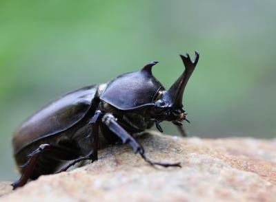 장수풍뎅이 이미지