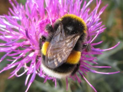 서양뒤영벌 이미지