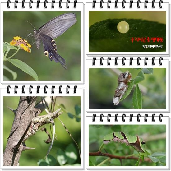 긴꼬리제비나비 이미지