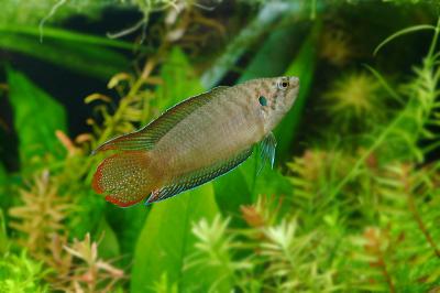 버들붕어 이미지