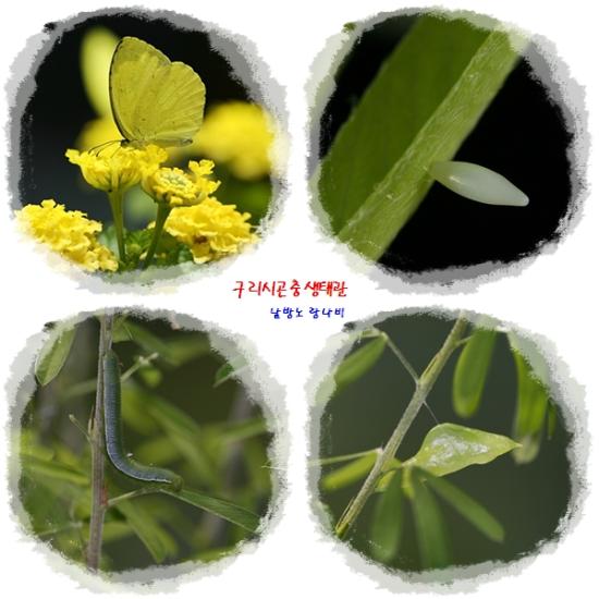 남방노랑나비 이미지