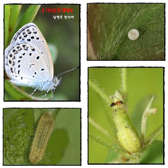 남방부전나비 이미지