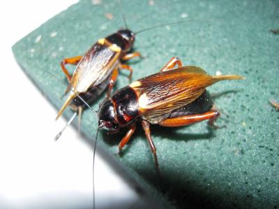 쌍별귀뚜라미 이미지