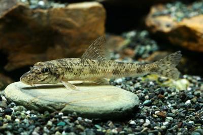 모래무지 이미지