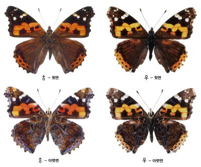 큰멋쟁이나비 이미지