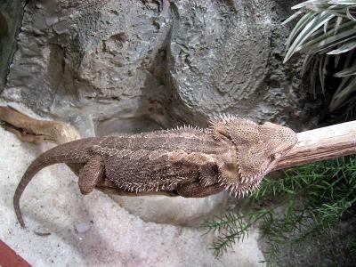 턱수염도마뱀(비어디드래곤) 이미지