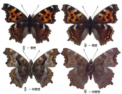 갈구리신선나비 이미지