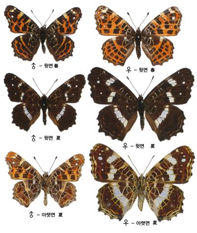 북방거꾸로여덟팔나비 이미지
