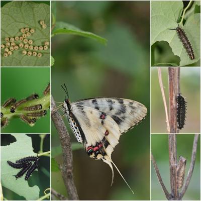 꼬리명주나비 이미지