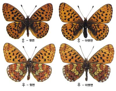 큰은점선표범나비 이미지