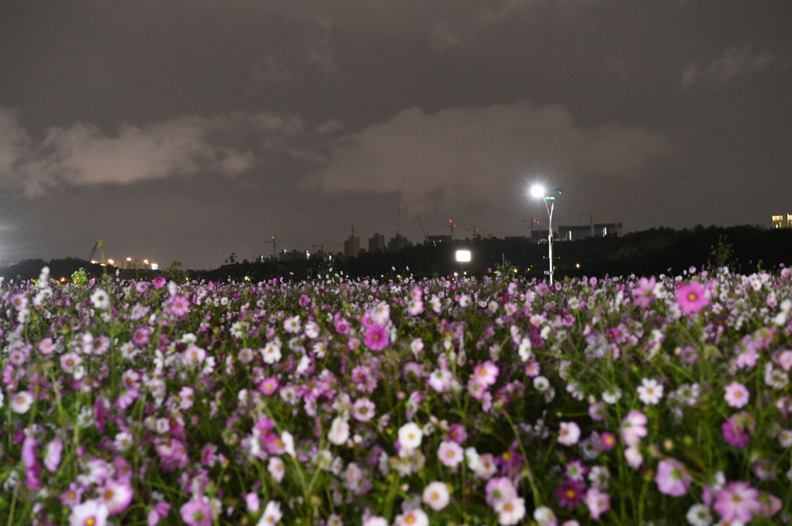 코스모스단지 LED 야경 이미지 32 - 본문에 자세한설명을 제공합니다.