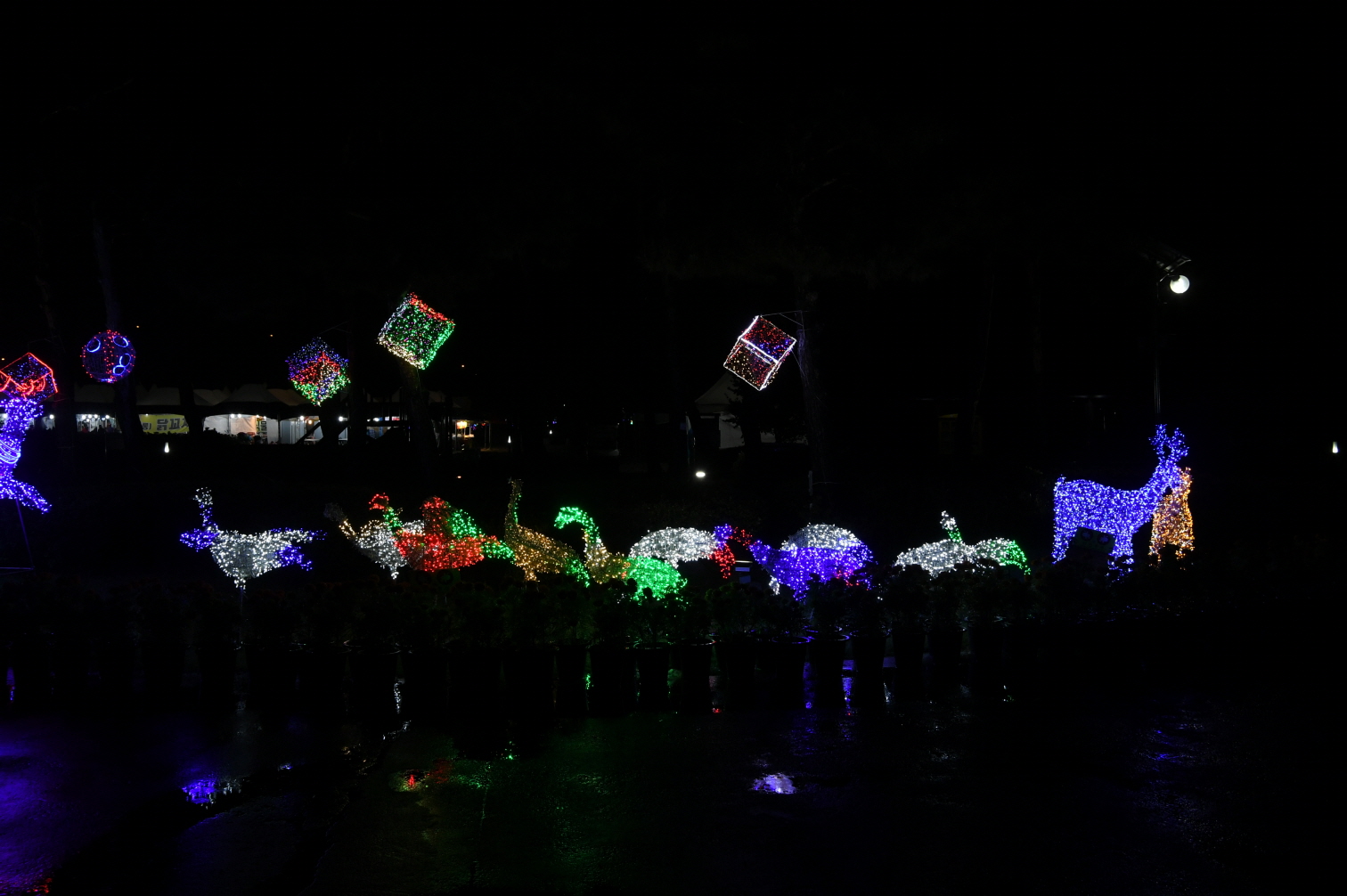코스모스단지 LED 야경 이미지 37 - 본문에 자세한설명을 제공합니다.