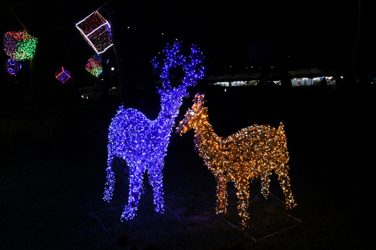 코스모스단지 LED 야경 이미지 35 - 본문에 자세한설명을 제공합니다.