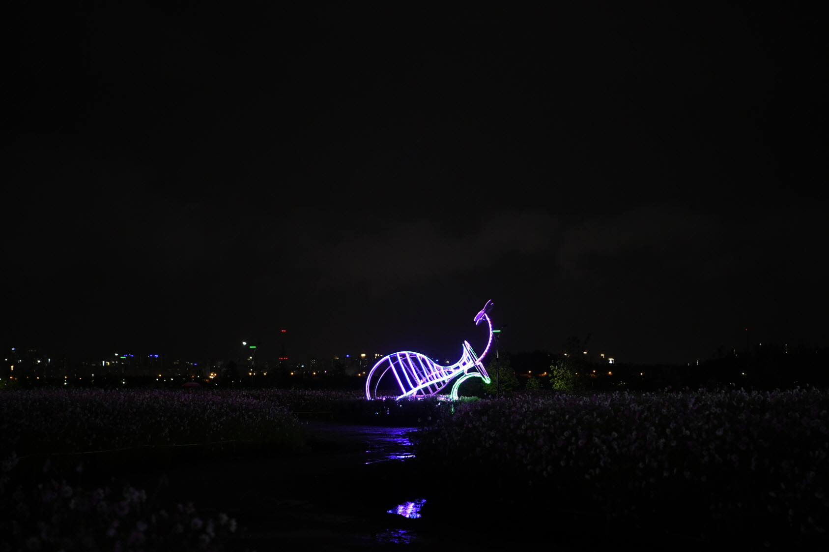 코스모스단지 LED 야경 이미지 26 - 본문에 자세한설명을 제공합니다.