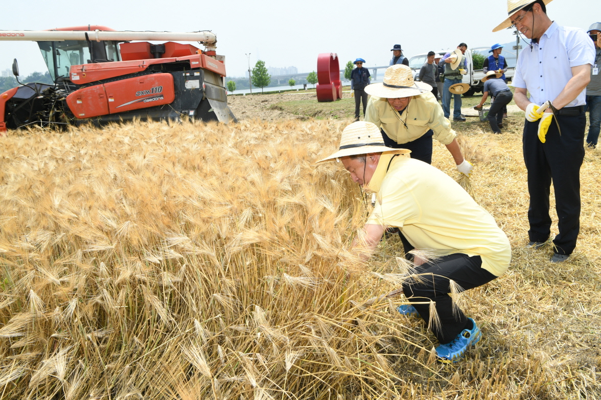 한강 보리베기 작업 이미지 9 - 본문에 자세한설명을 제공합니다.