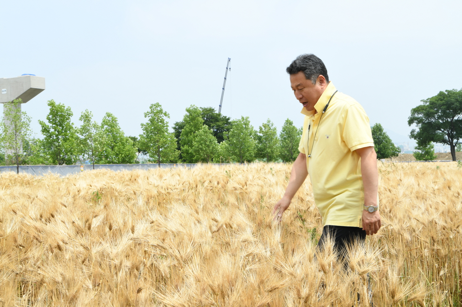 한강 보리베기 작업 이미지 16 - 본문에 자세한설명을 제공합니다.