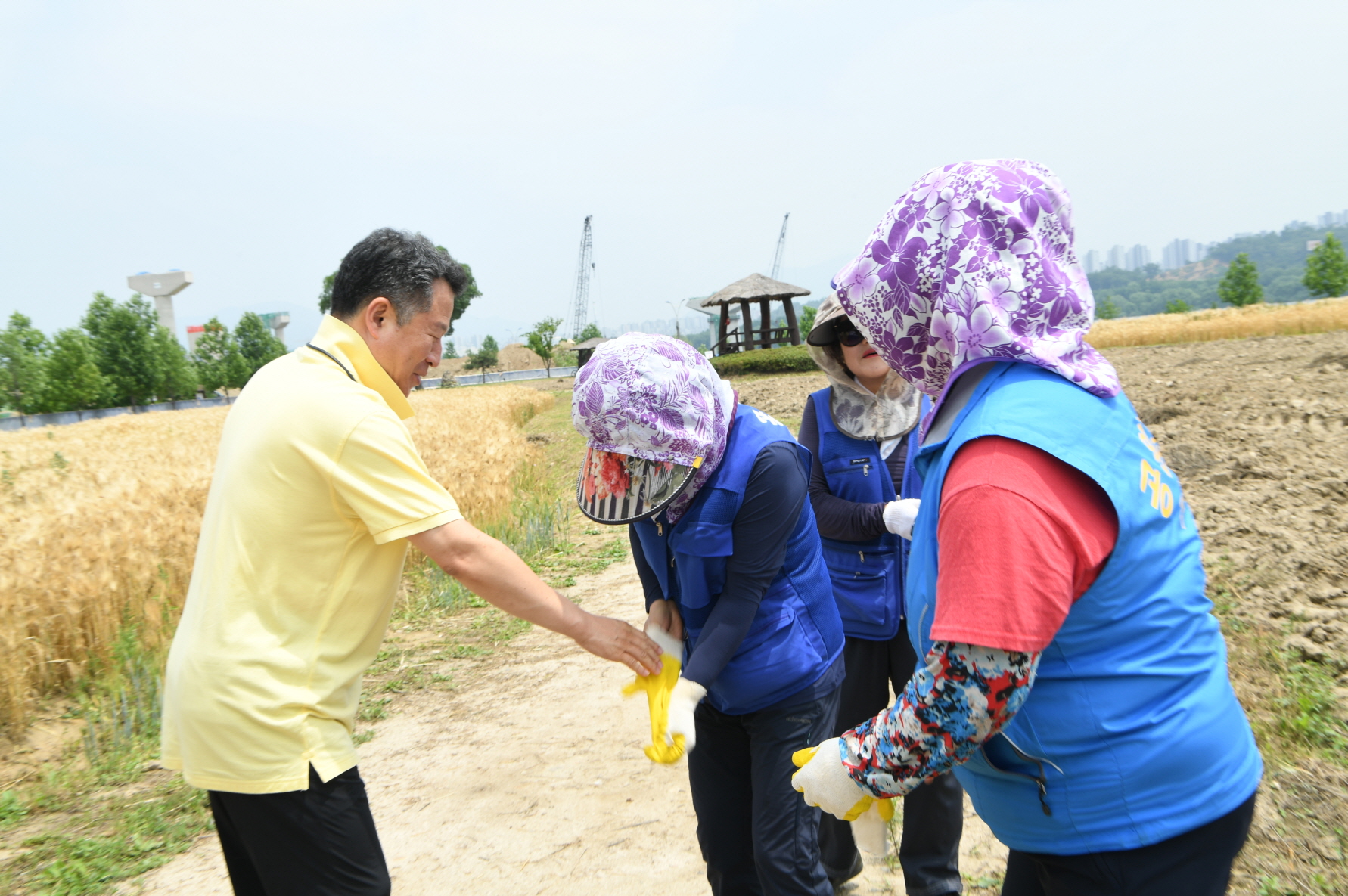 한강 보리베기 작업 이미지 13 - 본문에 자세한설명을 제공합니다.