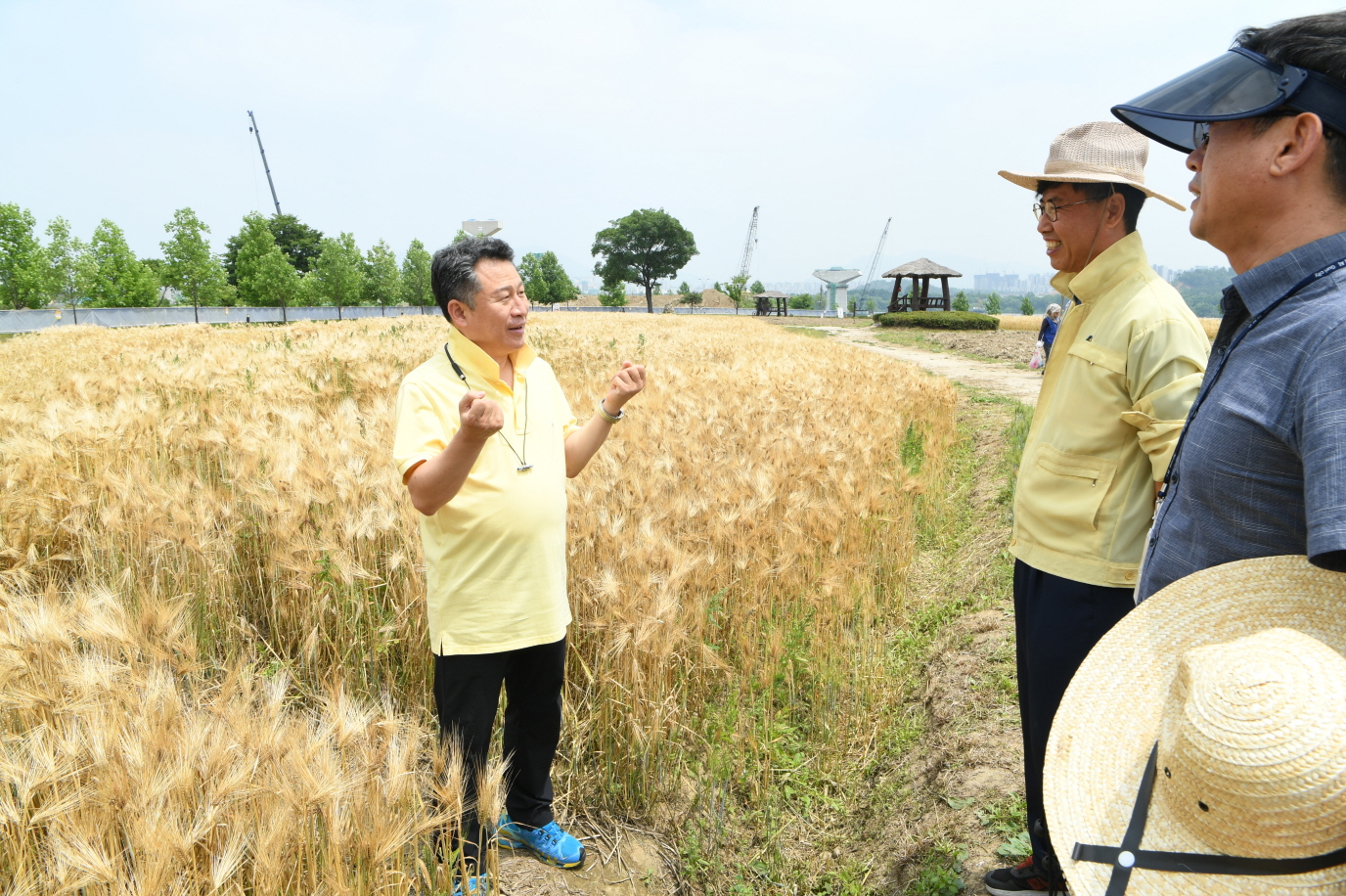 한강 보리베기 작업 이미지 14 - 본문에 자세한설명을 제공합니다.