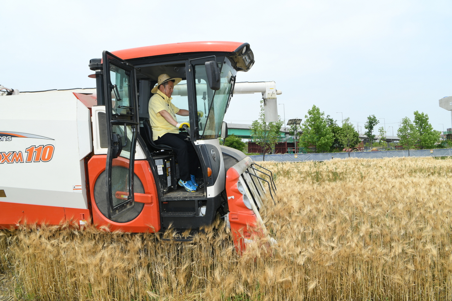 한강 보리베기 작업 이미지 19 - 본문에 자세한설명을 제공합니다.
