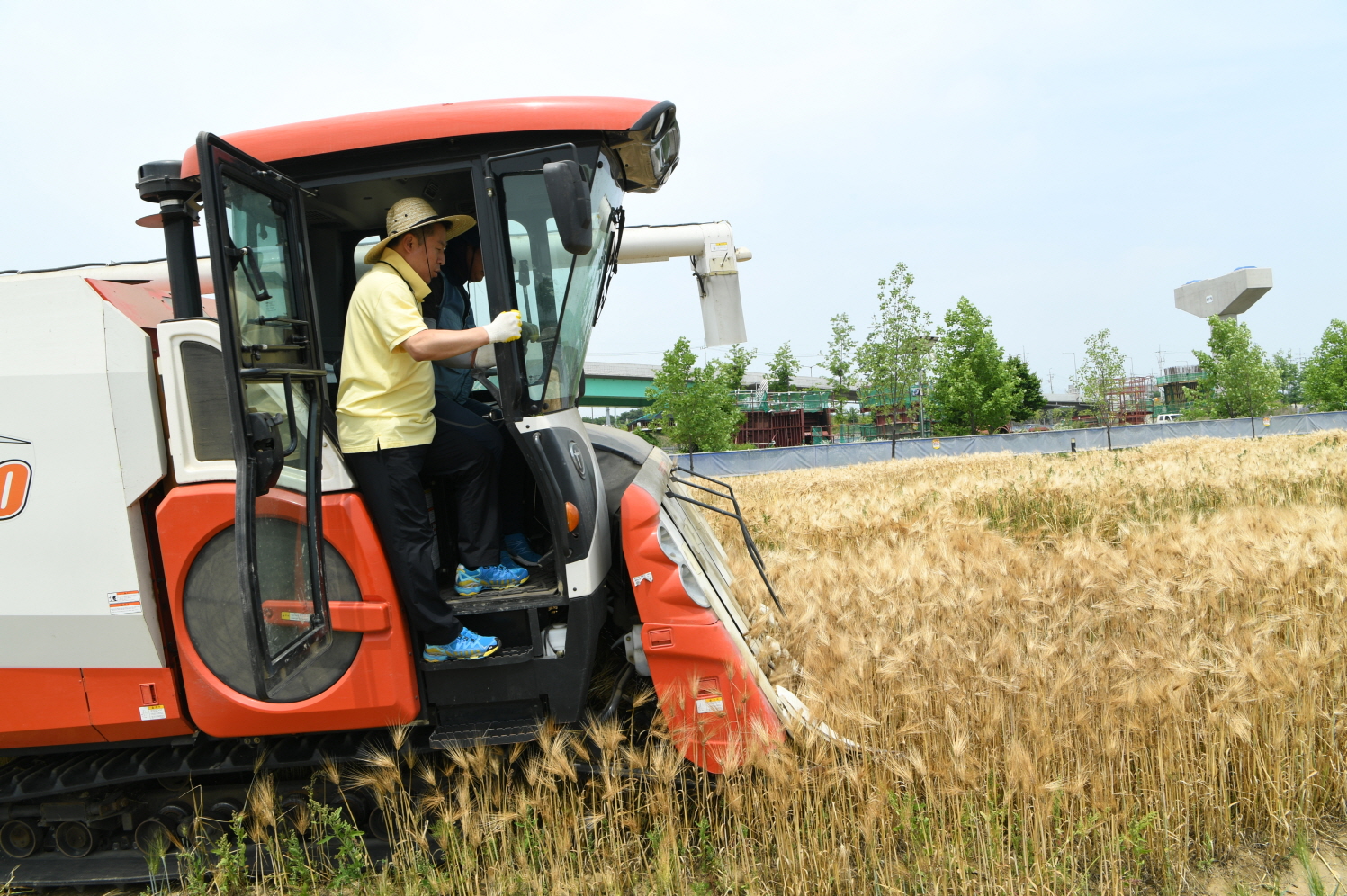 한강 보리베기 작업 이미지 21 - 본문에 자세한설명을 제공합니다.