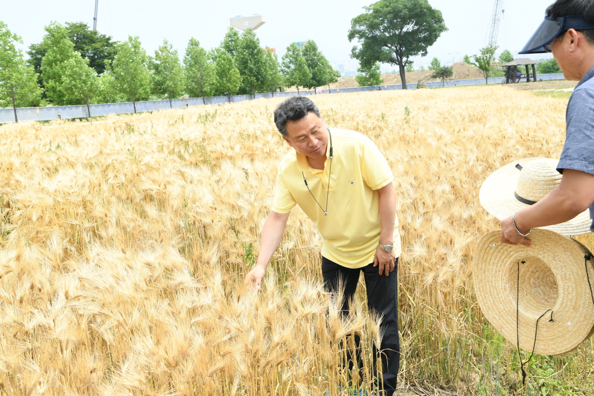한강 보리베기 작업 이미지 25 - 본문에 자세한설명을 제공합니다.