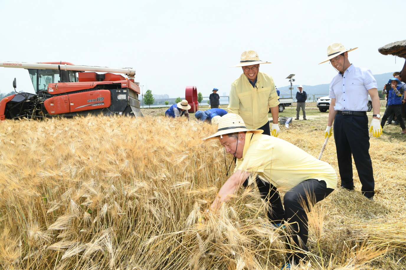 한강 보리베기 작업 이미지 8 - 본문에 자세한설명을 제공합니다.